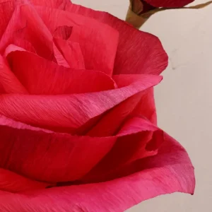 ROSE ROSSE 3