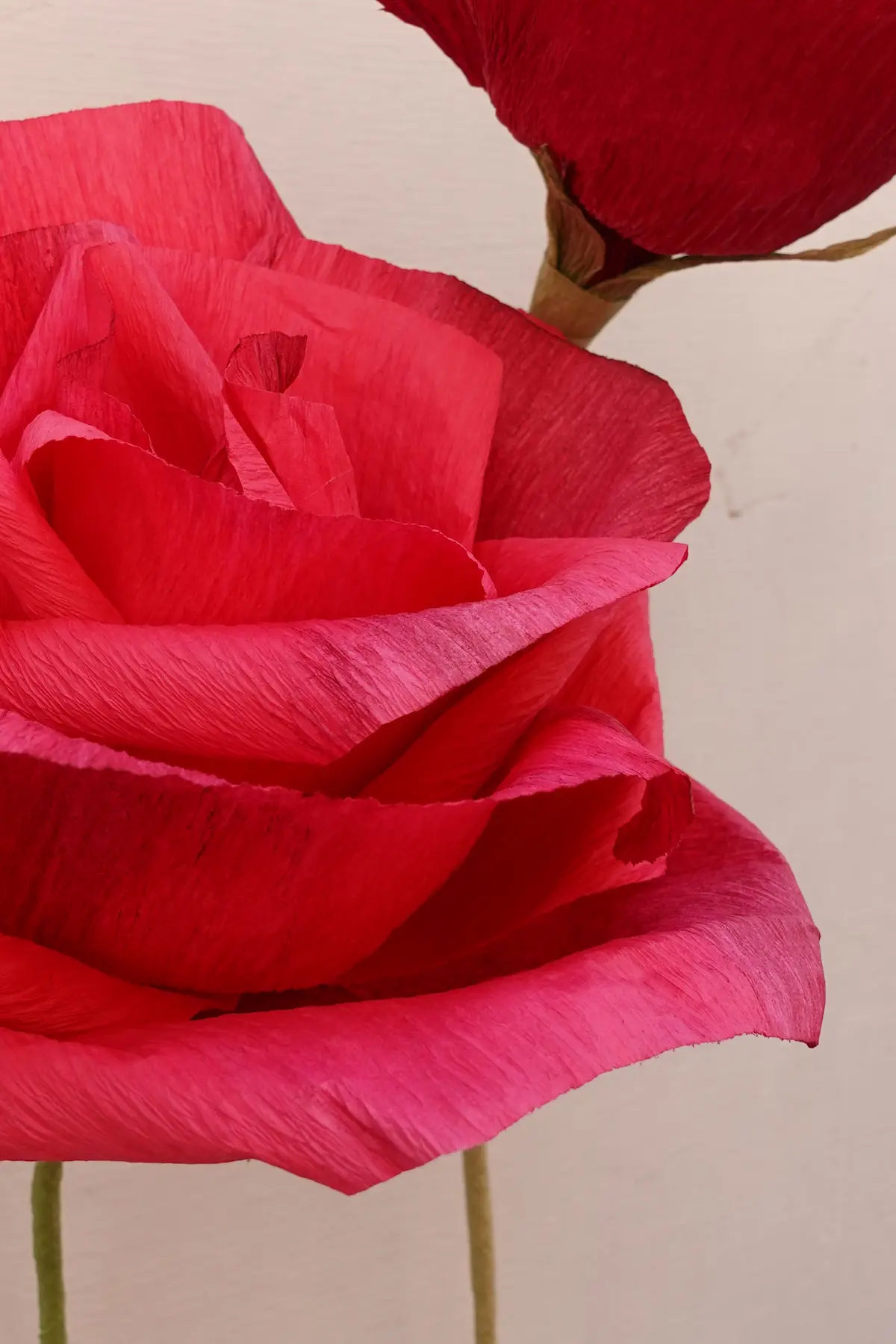 ROSE ROSSE 3