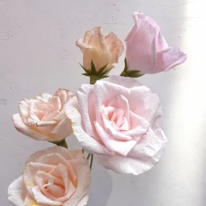 rose chiare