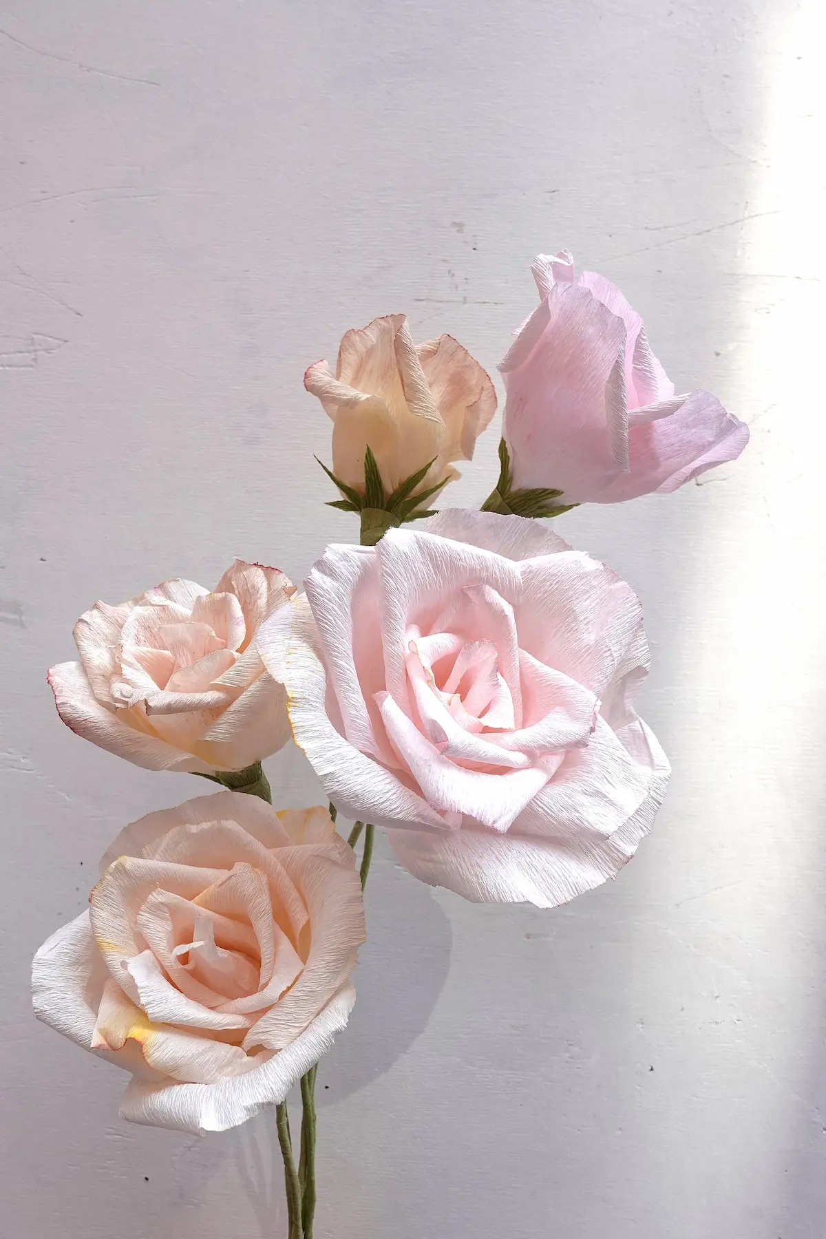 rose chiare