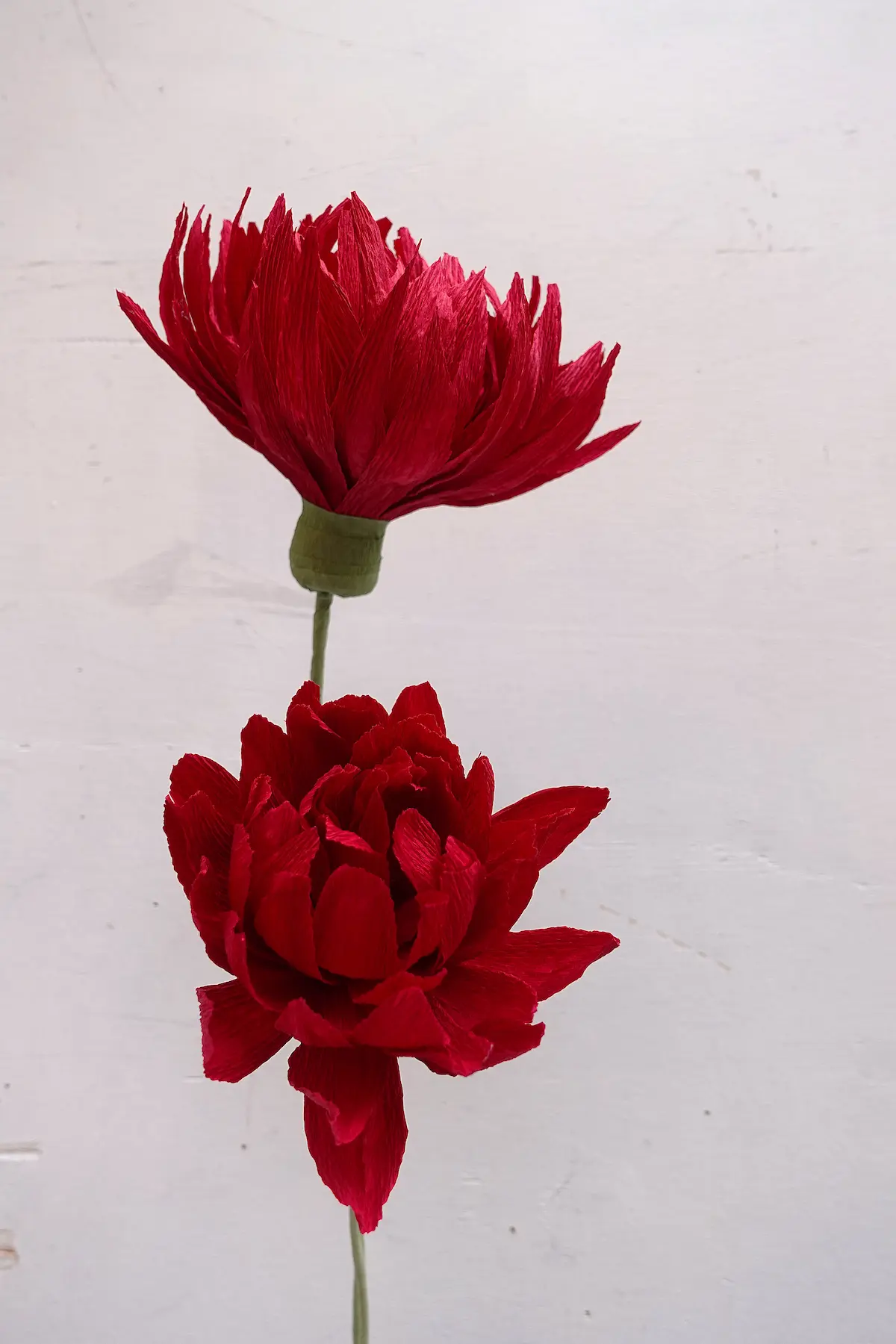 studiosilice-crisantemo-1