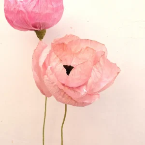 studiosilice-peonie-4